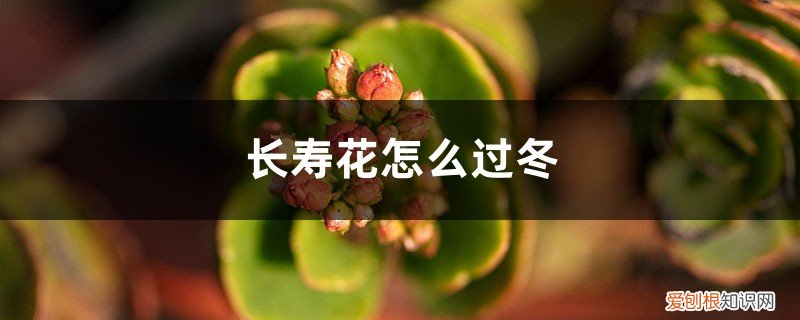 长寿花过冬的最低温度 长寿花怎么过冬
