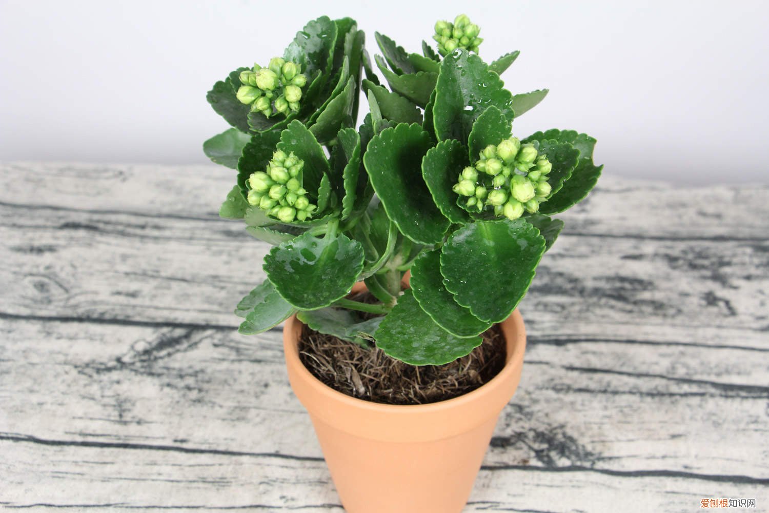 长寿花过冬的最低温度 长寿花怎么过冬