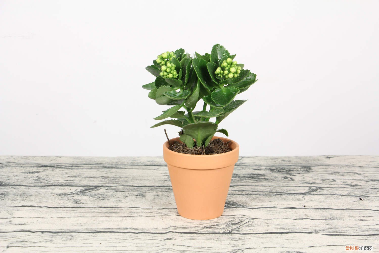 长寿花过冬的最低温度 长寿花怎么过冬