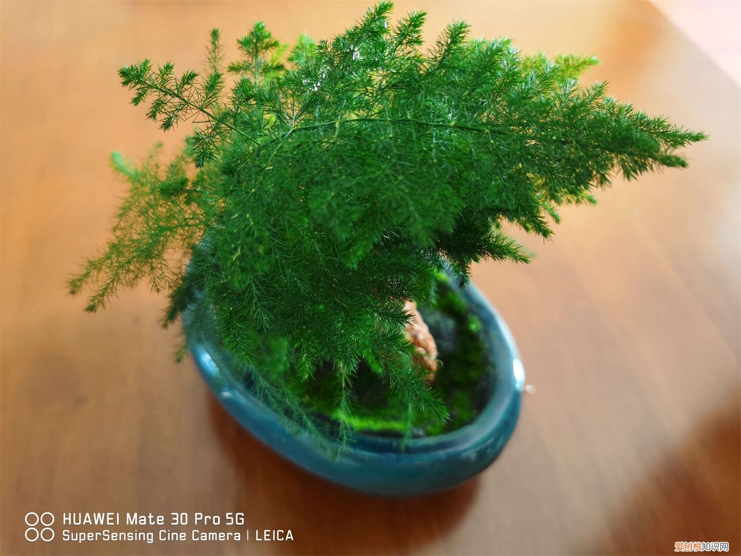 云竹怎么养才能长得旺盛 云竹怎么养