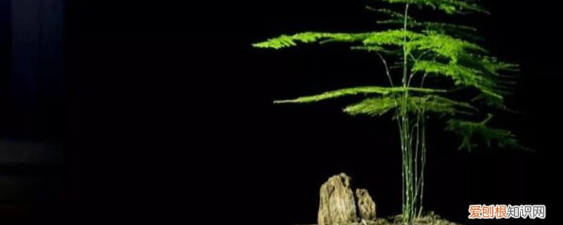 云竹怎么养才能长得旺盛 云竹怎么养