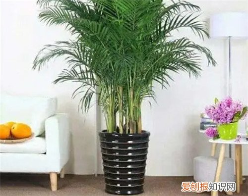 如何除甲醛,室内除甲醛最好的办法