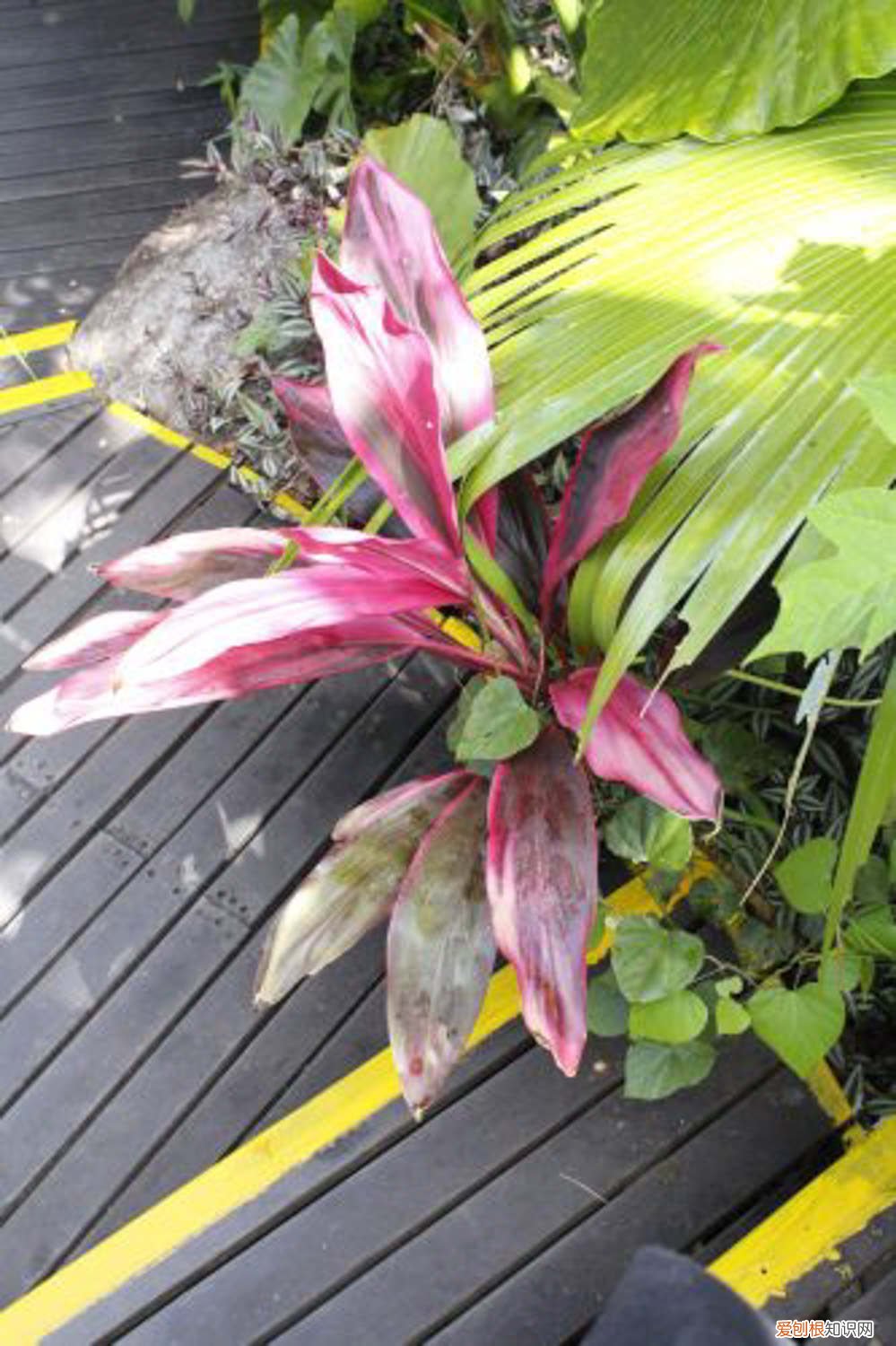 朱蕉怎么养的鲜艳 朱蕉怎么养