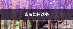 紫藤如何过冬 紫藤如何过冬