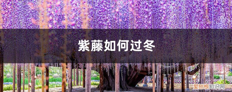 紫藤如何过冬 紫藤如何过冬