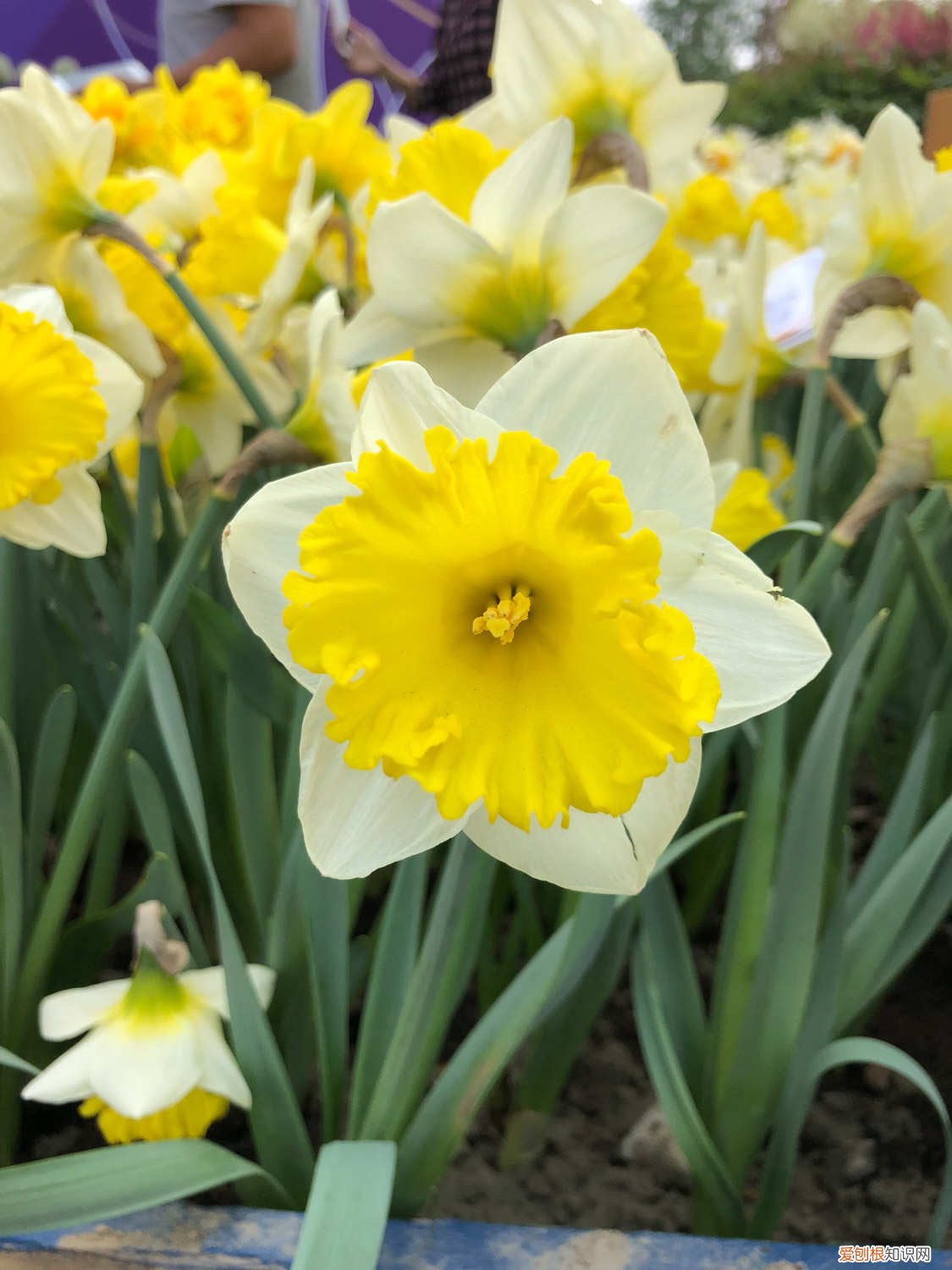 洋水仙怎么养殖方法 洋水仙的养殖方法和注意事项