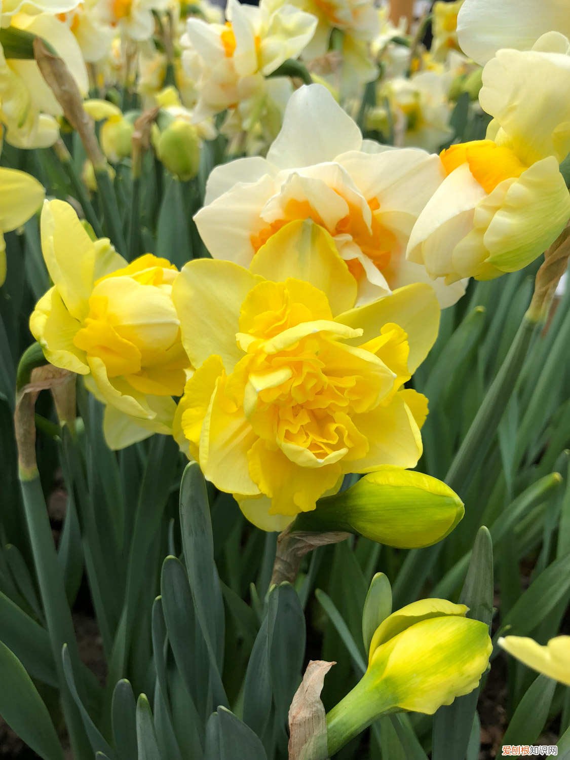 洋水仙怎么养殖方法 洋水仙的养殖方法和注意事项