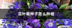 瓜叶菊种子怎么种植的 瓜叶菊种子怎么种植