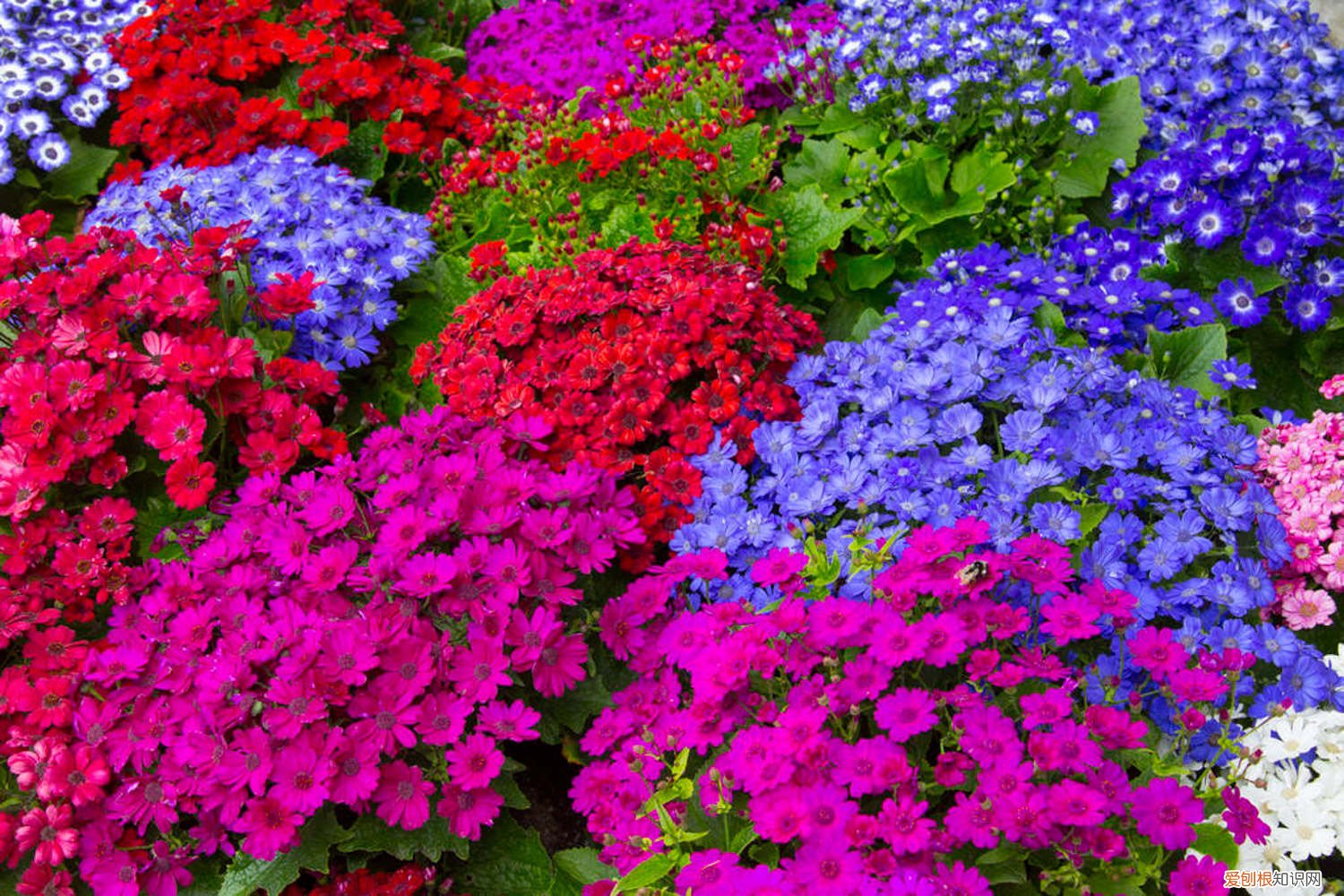 瓜叶菊种子怎么种植的 瓜叶菊种子怎么种植