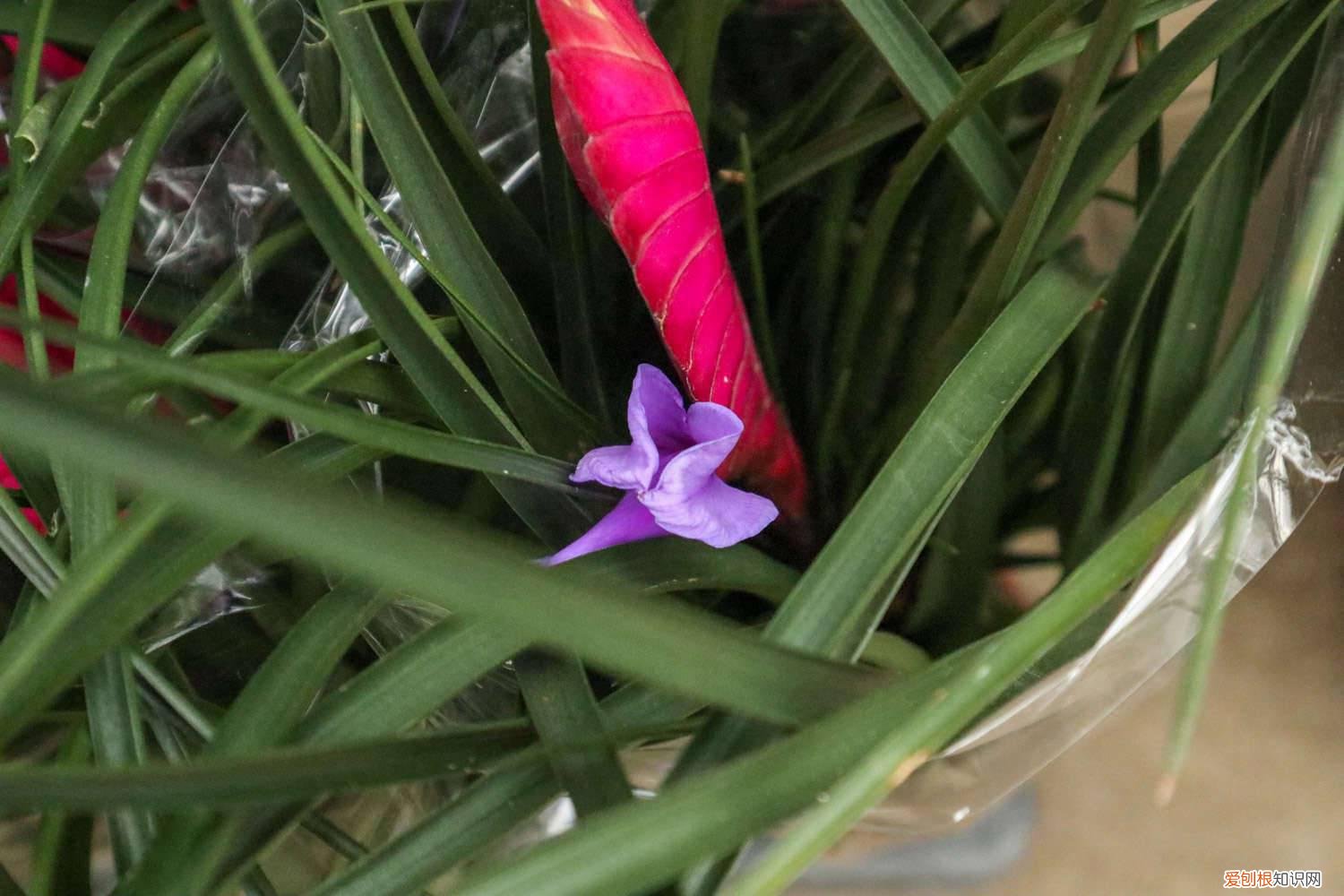 铁兰花怎么养护 铁兰花怎么养