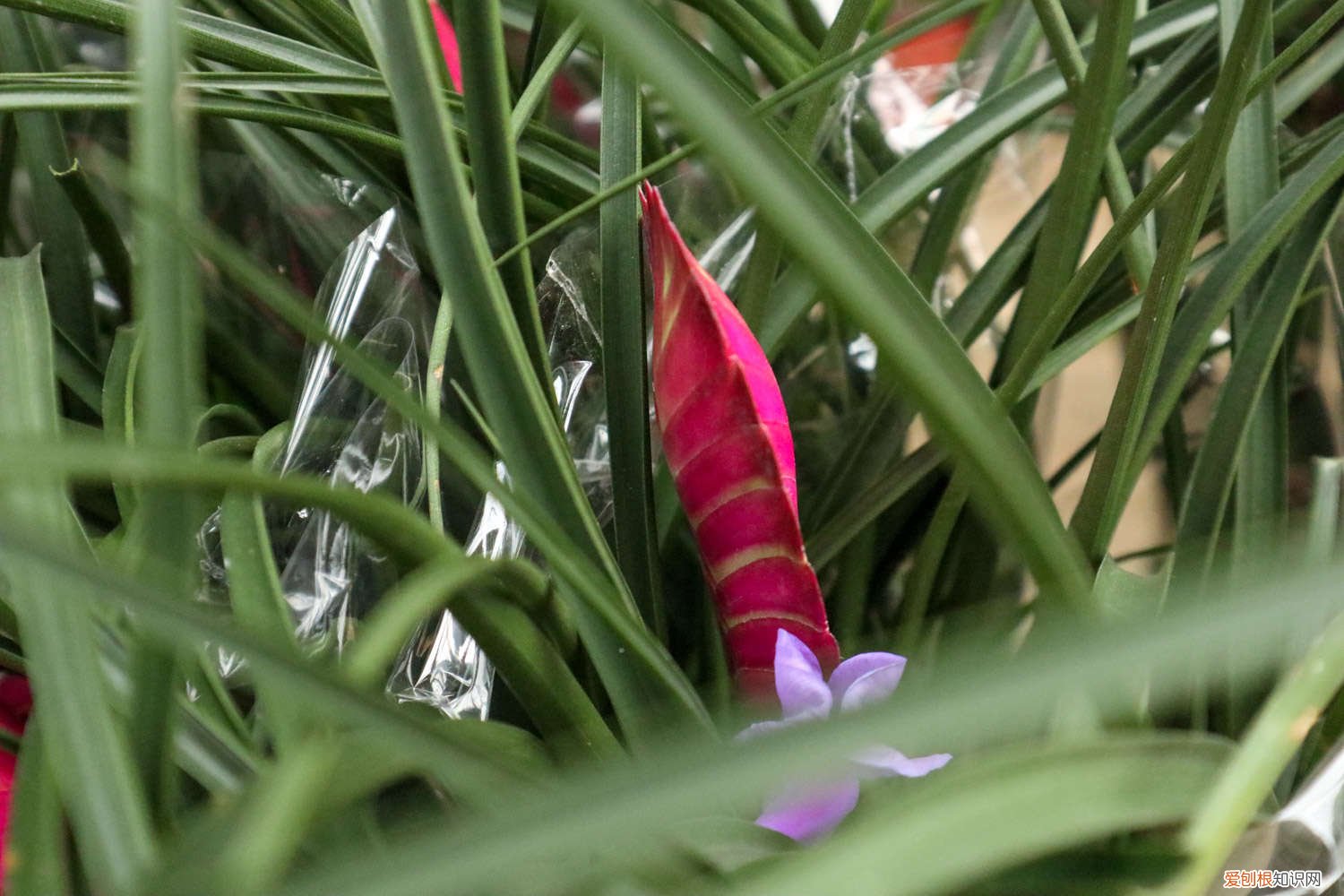 铁兰花怎么养护 铁兰花怎么养