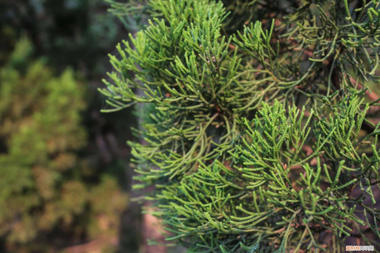 地柏怎么栽培 铺地柏的养殖方法和注意事项