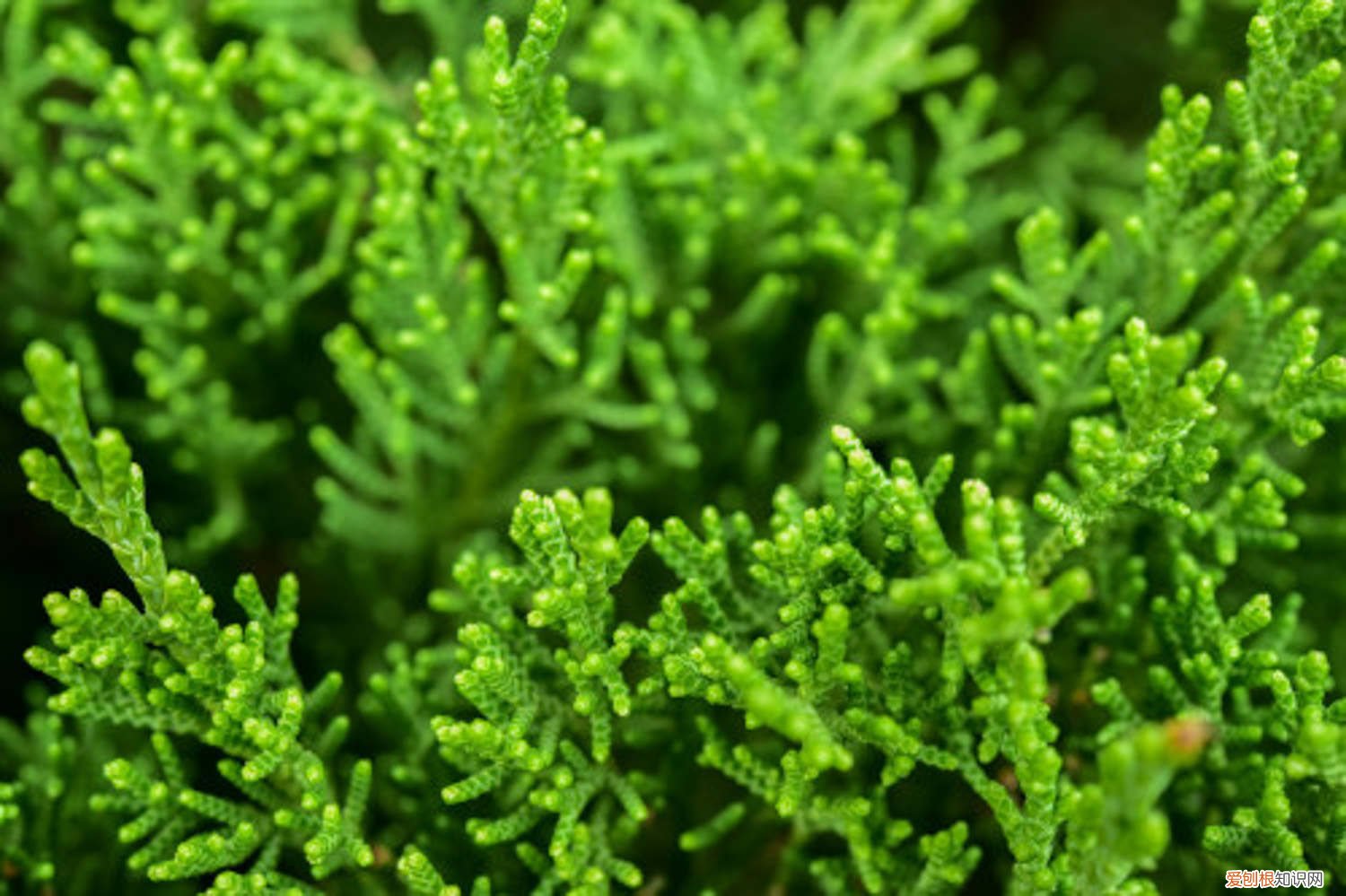 地柏怎么栽培 铺地柏的养殖方法和注意事项