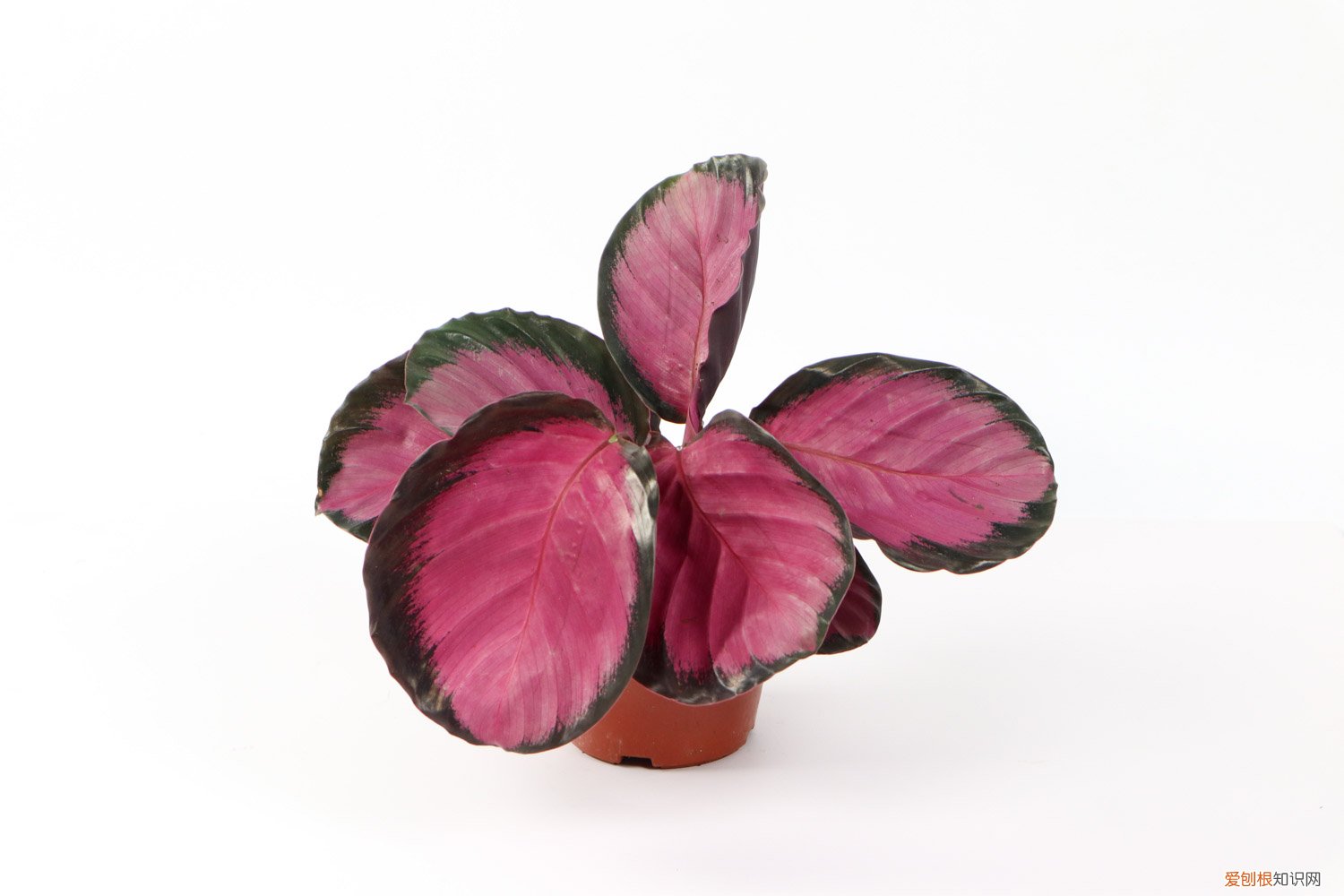 竹芋养殖方法和注意事项有哪些 肖竹芋的养殖方法及注意事项