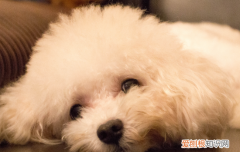 泰迪多久洗一次澡才是最好的 泰迪多久洗一次澡