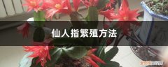 仙人指的繁殖方法 仙人指繁殖方法