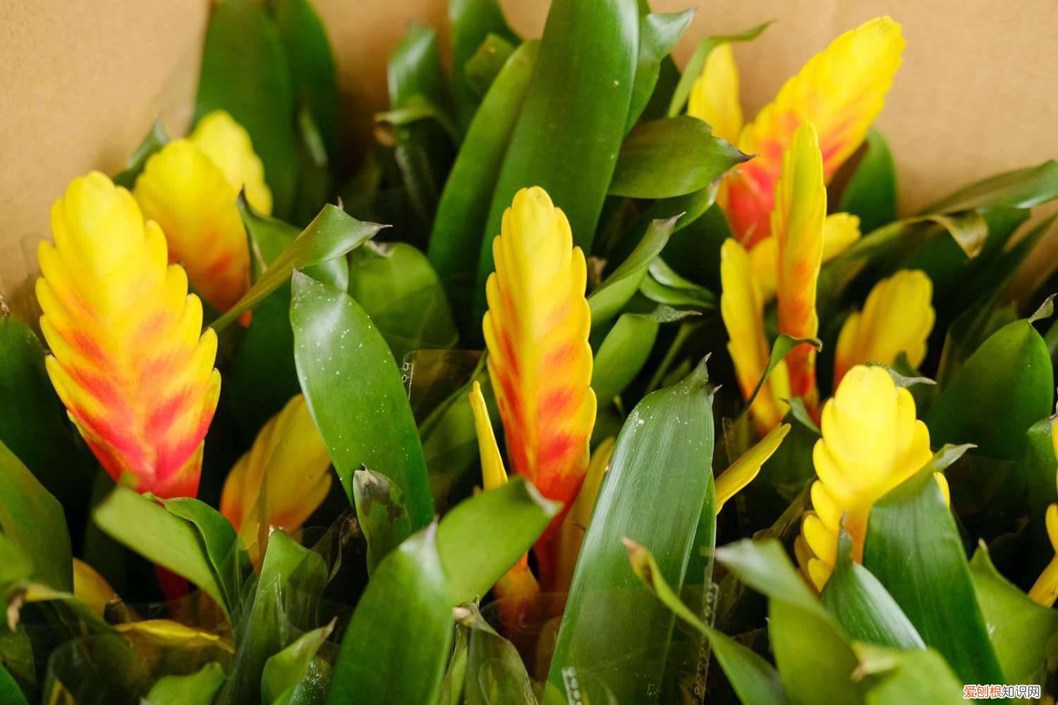 铁兰花什么时间开花的 铁兰花什么时候开花，花期怎么管理