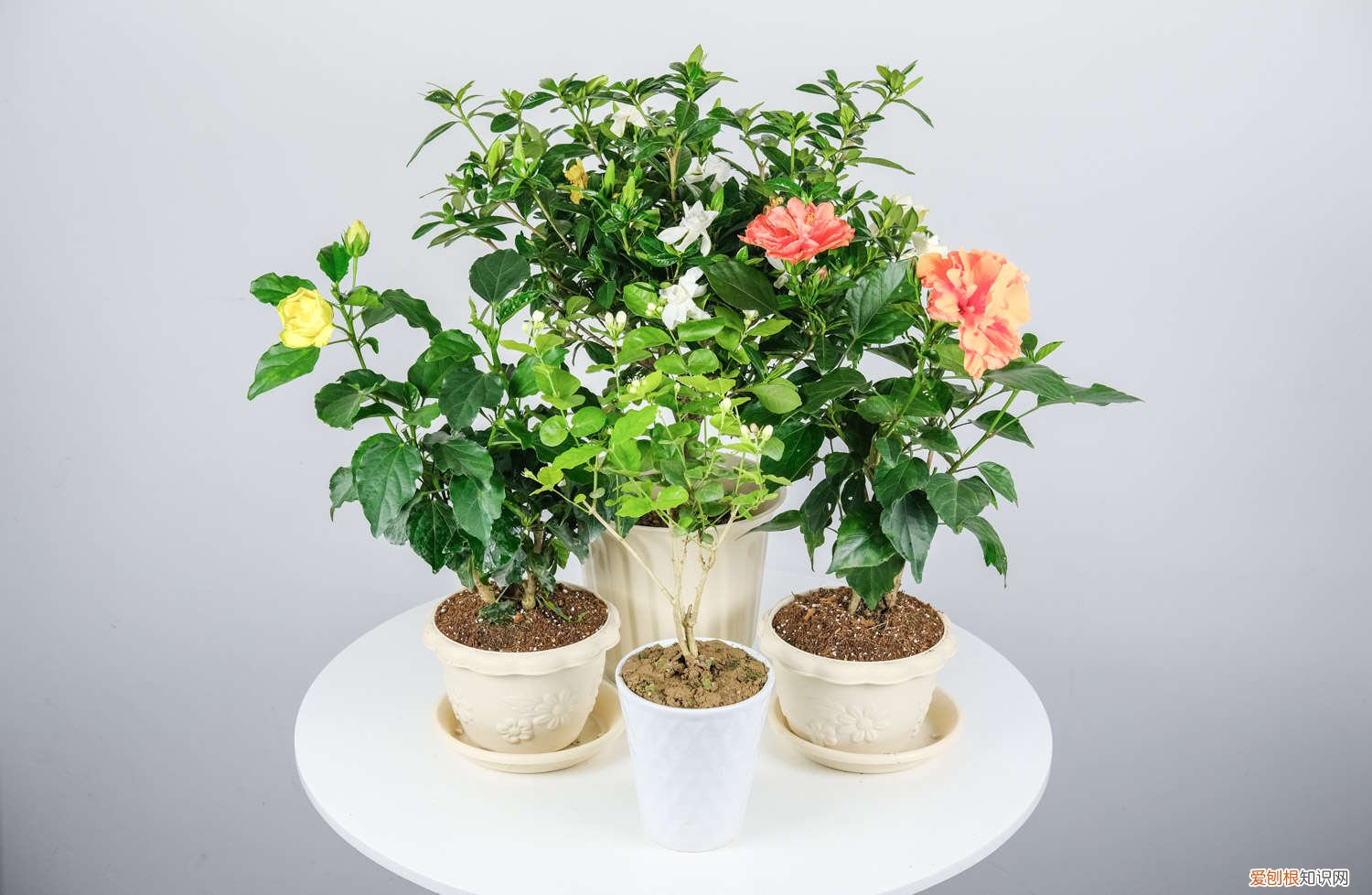 扶桑的养殖方法和注意事项 盆栽 扶桑怎么养