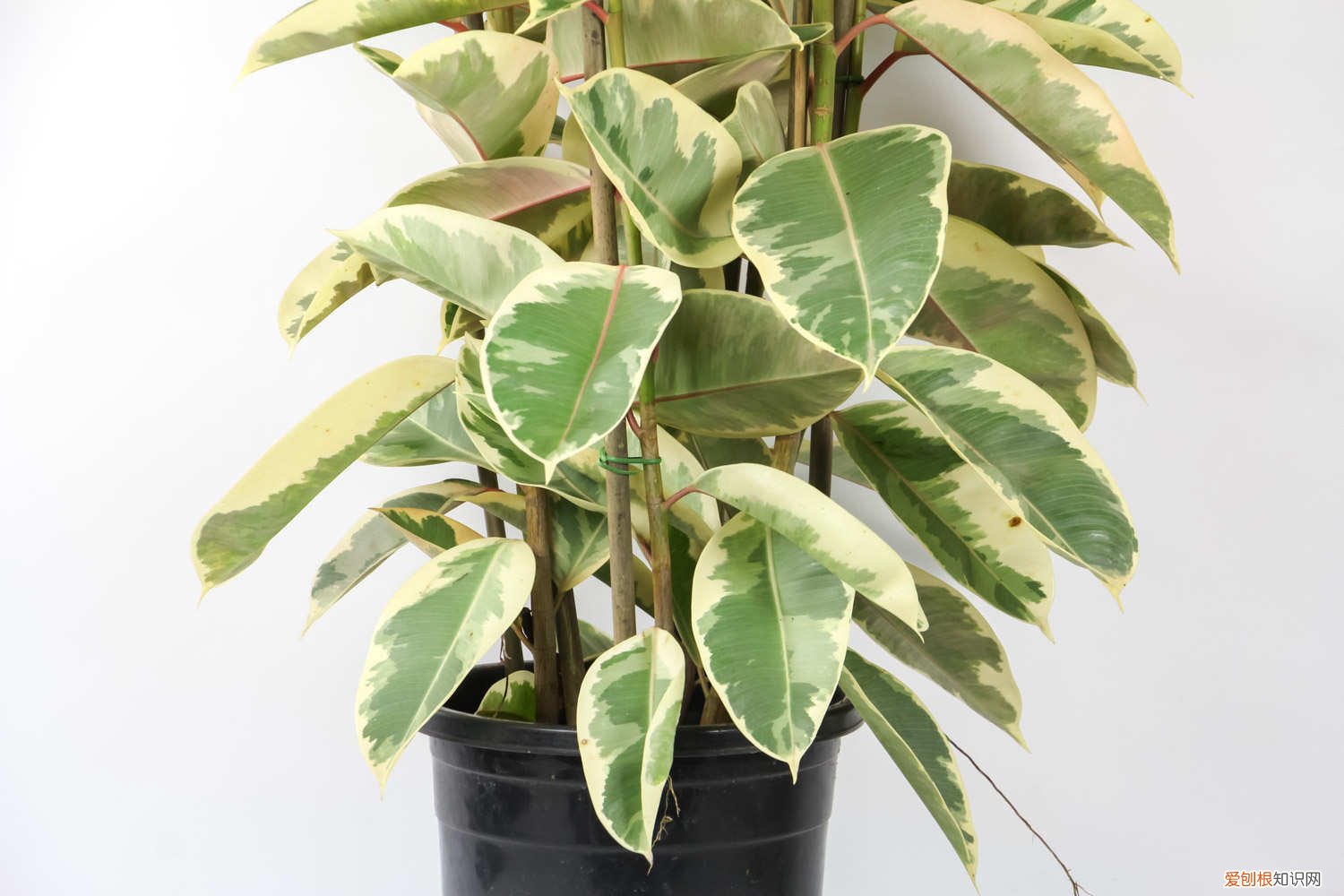 怎样才能把橡皮树花养好 盆栽橡皮树怎么养