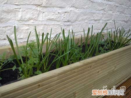 我的Bulbs养花日记分享 记得给予评论