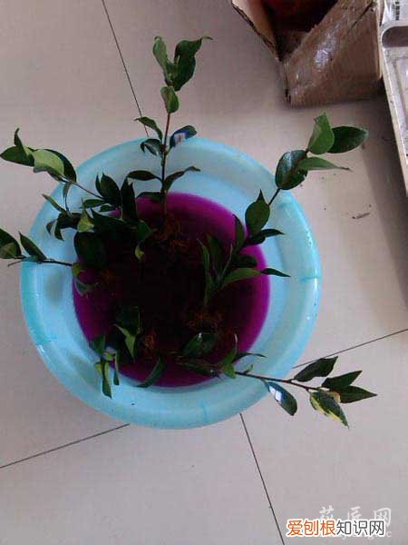 茶花的养殖方法? 茶花养殖经验分享