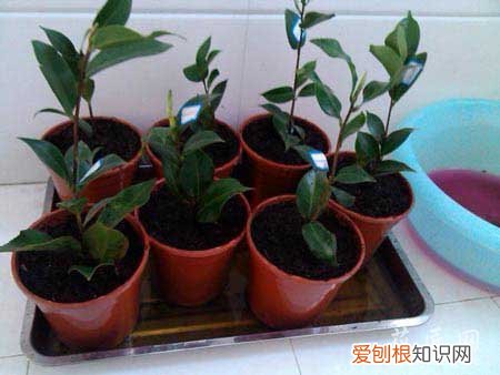 茶花的养殖方法? 茶花养殖经验分享