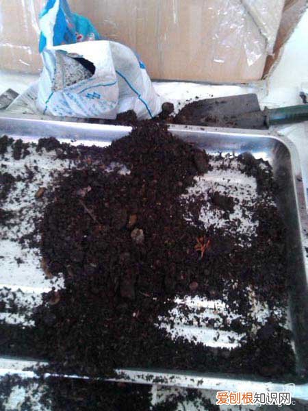 茶花的养殖方法? 茶花养殖经验分享