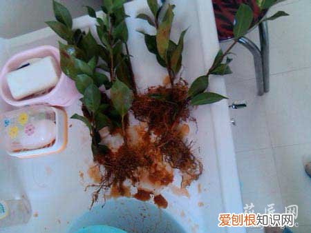 茶花的养殖方法? 茶花养殖经验分享