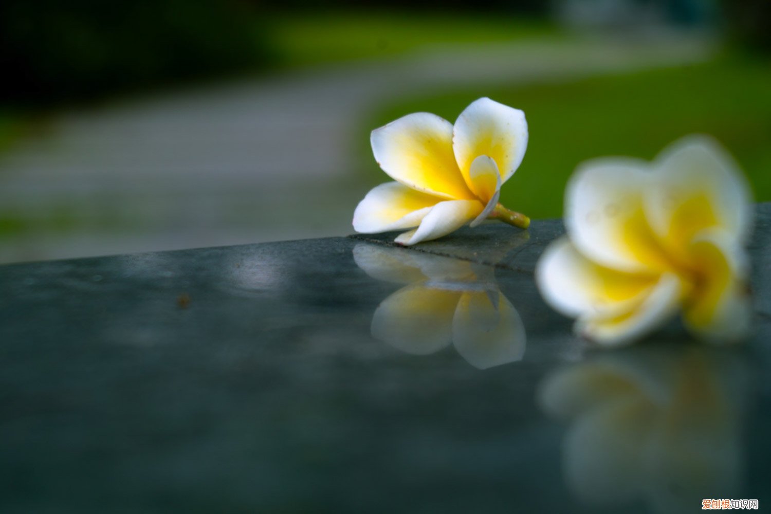 鸡蛋花的种植方法视频 鸡蛋花的种植方法