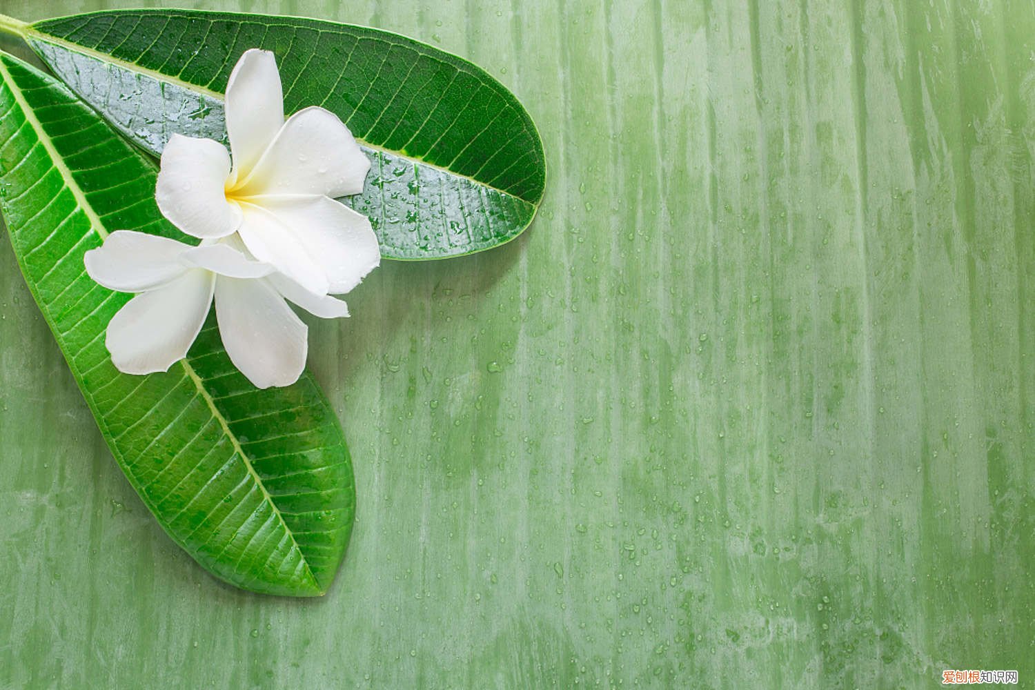 鸡蛋花的种植方法视频 鸡蛋花的种植方法