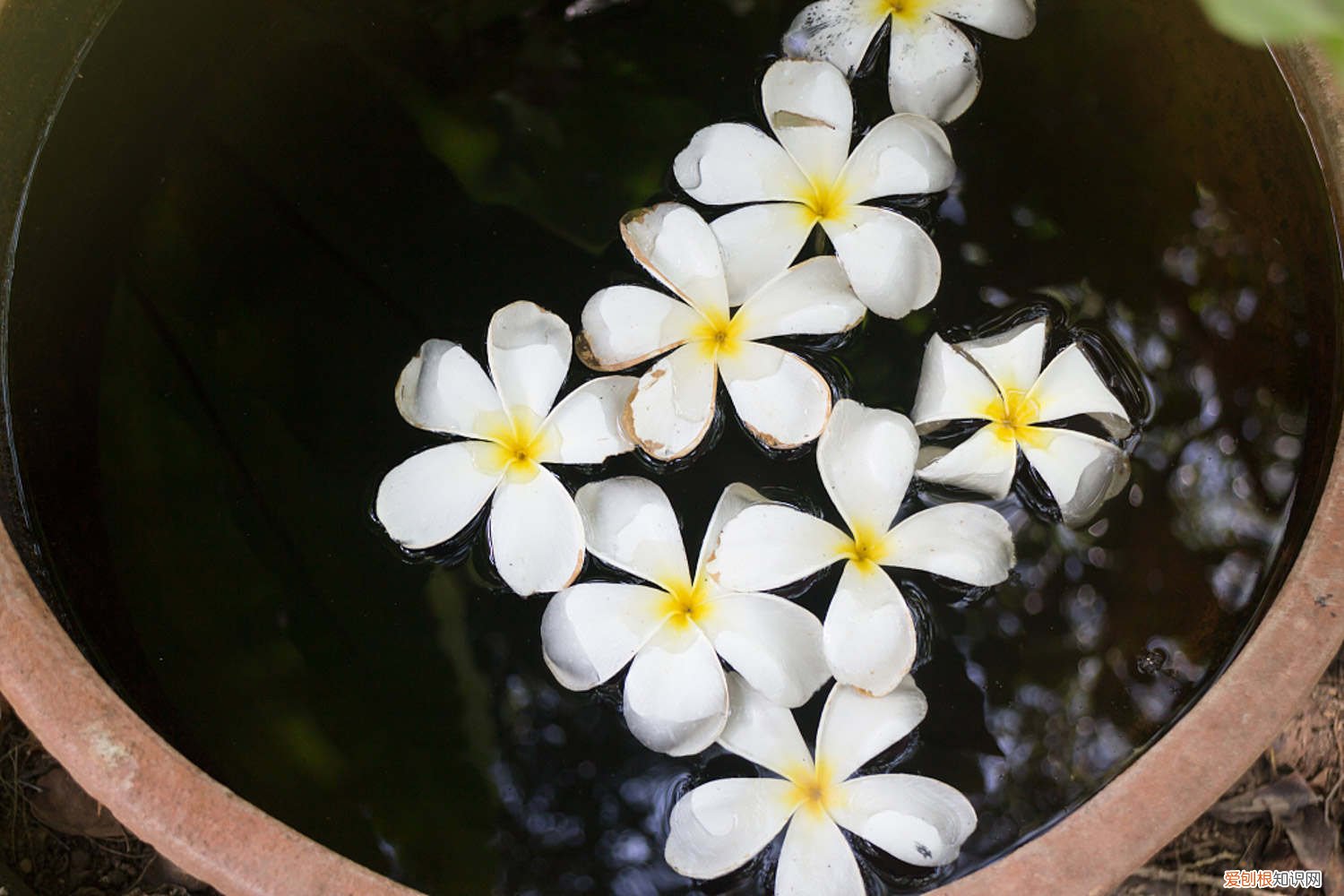 鸡蛋花的种植方法视频 鸡蛋花的种植方法