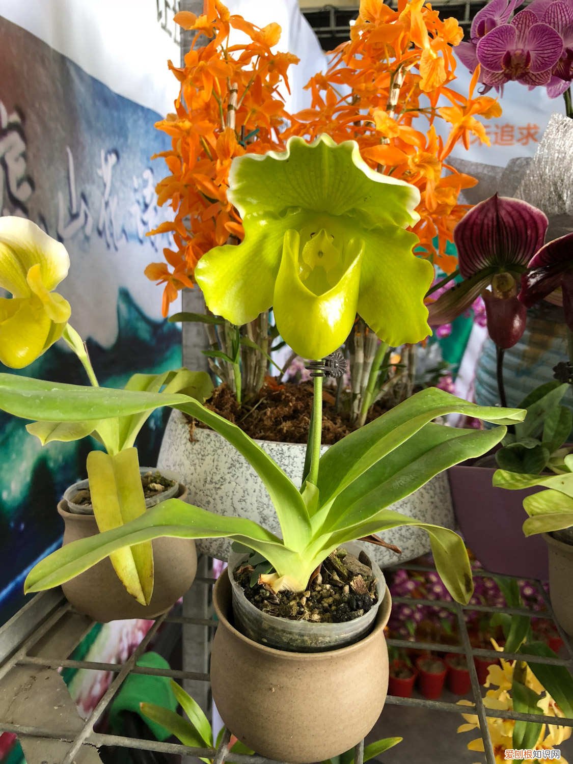 兜兰的养植方法 兜兰怎么养