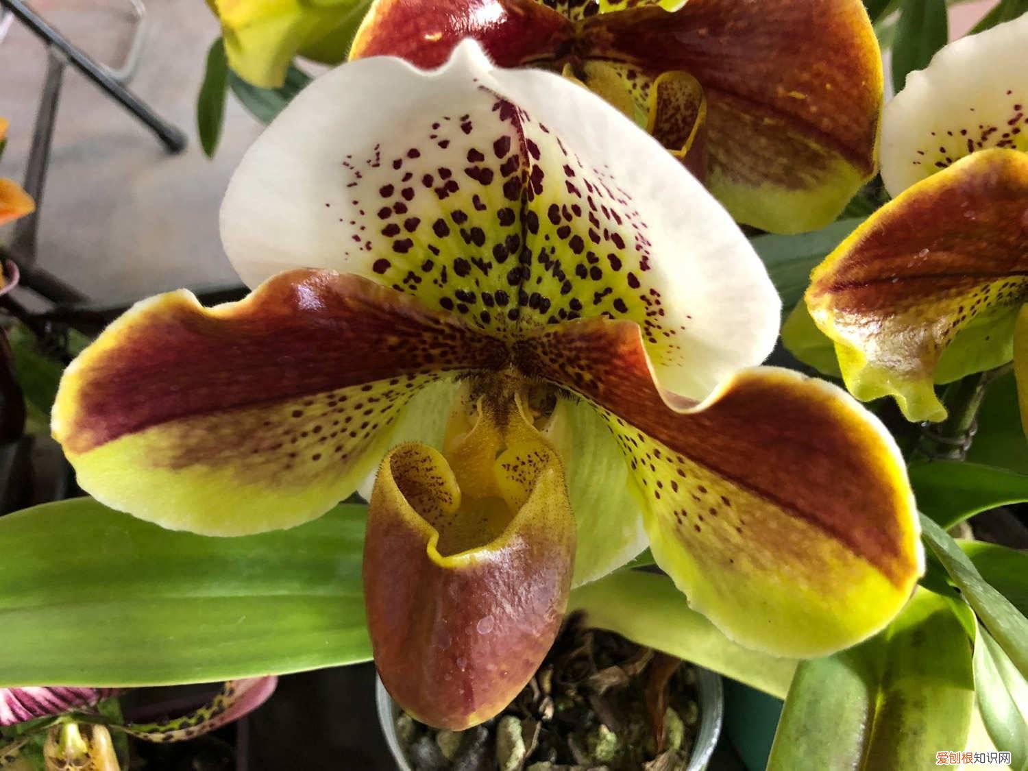 兜兰的养植方法 兜兰怎么养