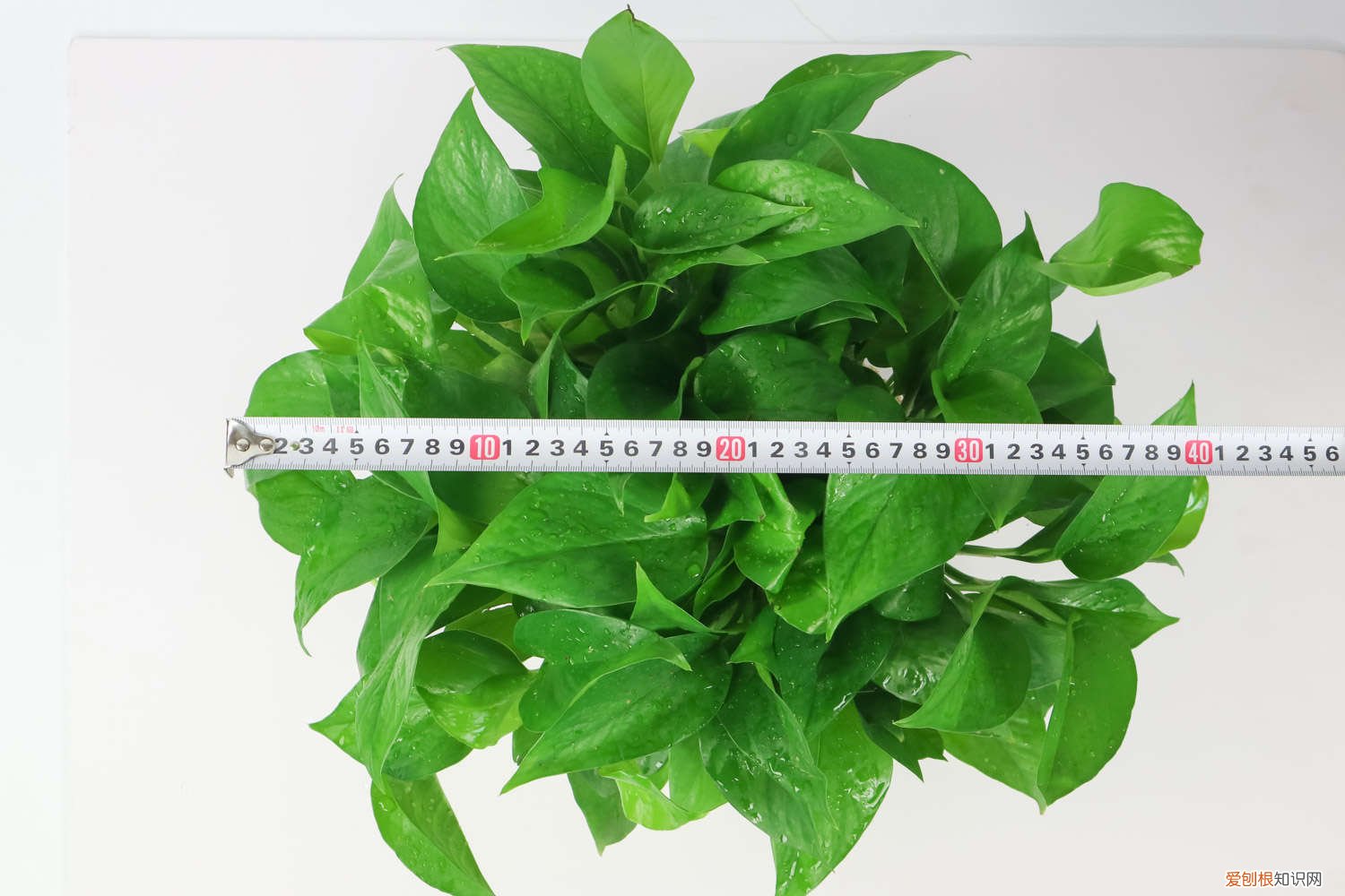 大绿萝怎么修剪枝条 大绿萝怎么修剪