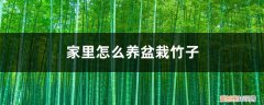 家里怎么养盆栽竹子好 家里怎么养盆栽竹子