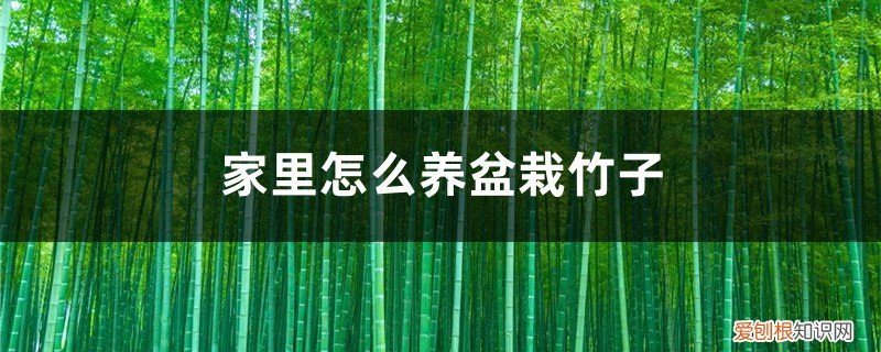 家里怎么养盆栽竹子好 家里怎么养盆栽竹子