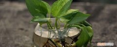 水培植物能施复合肥吗 水培植物放什么长得好，可以放复合肥吗