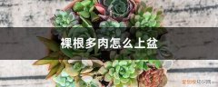 裸根多肉怎么上盆快 裸根多肉怎么上盆