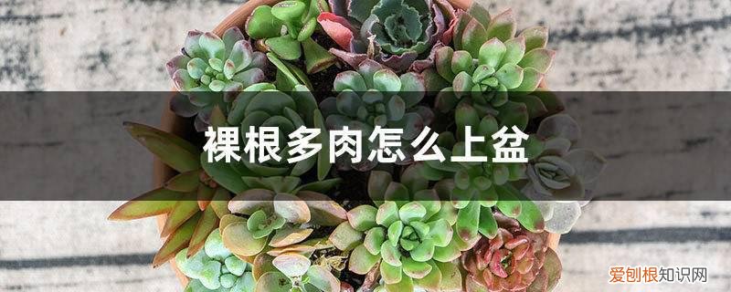 裸根多肉怎么上盆快 裸根多肉怎么上盆