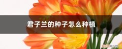 君子兰种子如何种植方法 君子兰的种子怎么种植