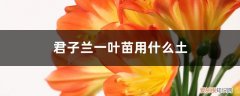 君子兰一叶苗用什么土好 君子兰一叶苗用什么土