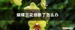 蝴蝶兰花剑断了怎么办呢 蝴蝶兰花剑断了怎么办
