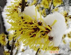 金缕梅的品种分类图 金缕梅的品种分类