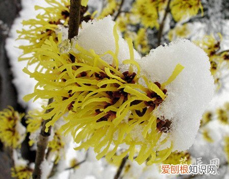 金缕梅的品种分类图 金缕梅的品种分类