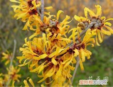 金缕梅价值 金缕梅的介绍