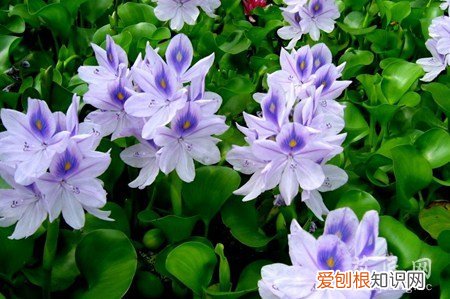 水葫芦的危害和作用 水葫芦的危害