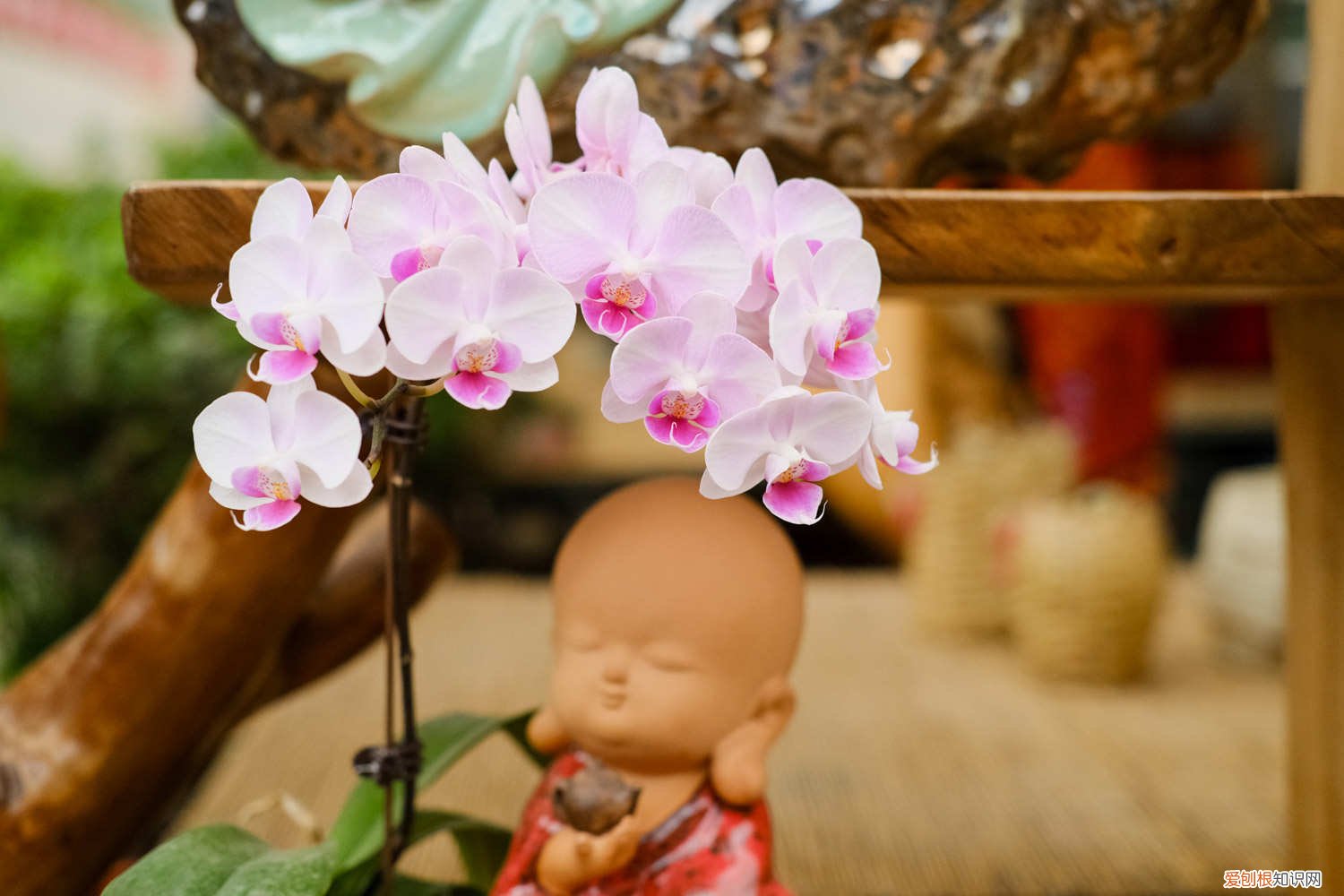 蝴蝶兰怎么能养出花剑 蝴蝶兰怎么用花剑繁殖