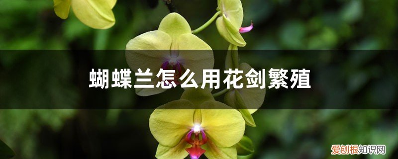 蝴蝶兰怎么能养出花剑 蝴蝶兰怎么用花剑繁殖