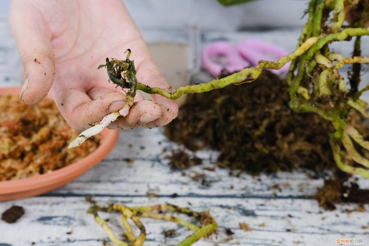 蝴蝶兰怎么能养出花剑 蝴蝶兰怎么用花剑繁殖