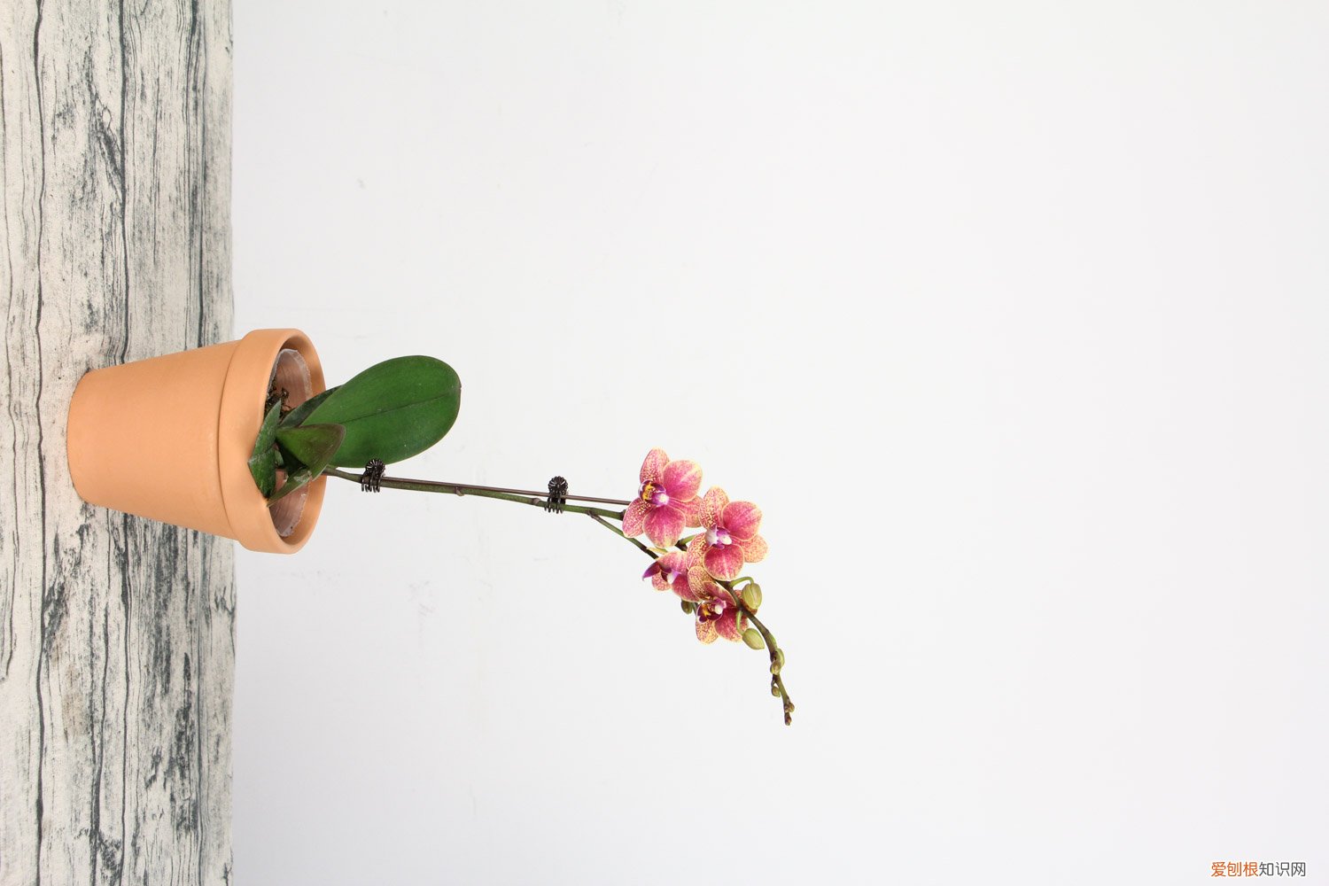 蝴蝶兰在花期怎样浇水 蝴蝶兰开花期怎么浇水